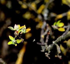 EL SILENCIO, LUGAR DE ENCUENTRO (I)