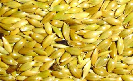 Alpiste y germen de Trigo para el Colesterol y triglicéridos Blog de Farmacia alpiste Alpiste y germen de Trigo para el Colesterol y triglicéridos