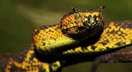 La serpiente descubierta a principio del 2012 (Matilda)