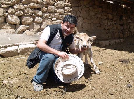 Foto ternera recién nacida