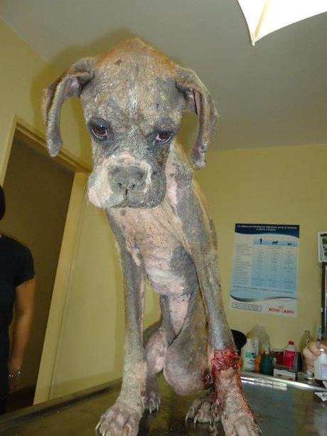 Se la comian viva los gusanos