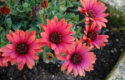 TARTA DE QUESO CON DULCE DE LECHE