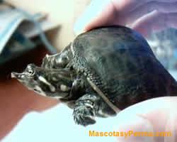 fotos Tortugas Apalone Ferox 