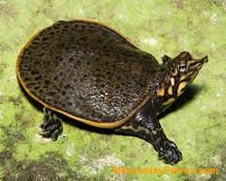fotos Tortugas Apalone Ferox 