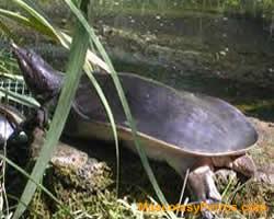 fotos Tortugas Apalone Ferox 
