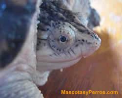 fotos Tortugas Apalone Ferox 