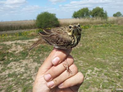 Primera jornada PASER en el P.N. Brazo del Este (SE). Se anima la Migración prenupcial...  --  11/04/12