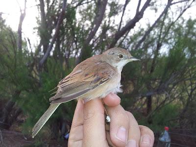 Primera jornada PASER en el P.N. Brazo del Este (SE). Se anima la Migración prenupcial...  --  11/04/12