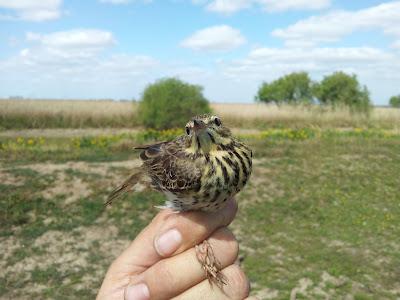 Primera jornada PASER en el P.N. Brazo del Este (SE). Se anima la Migración prenupcial...  --  11/04/12