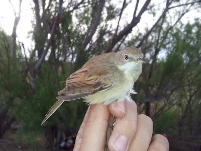Primera jornada PASER en el P.N. Brazo del Este (SE). Se anima la Migración prenupcial...  --  11/04/12
