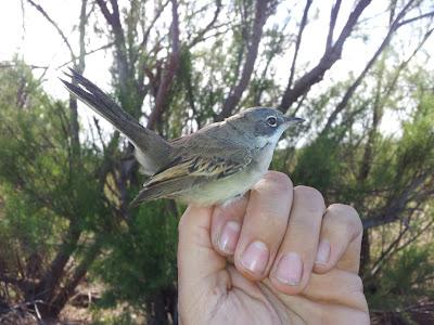 Primera jornada PASER en el P.N. Brazo del Este (SE). Se anima la Migración prenupcial...  --  11/04/12