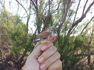 Primera jornada PASER en el P.N. Brazo del Este (SE). Se anima la Migración prenupcial...  --  11/04/12