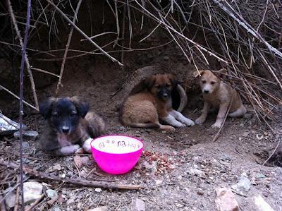 NUEVOS INFELICES ESPERANDO UNA MUERTE SEGURA!