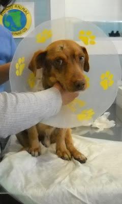 LA VIDA DE LUISITO VALE 700 EUROS ¿LO DEJAMOS MORIR? (SEVILLA)