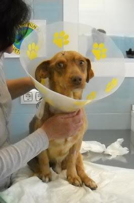 LA VIDA DE LUISITO VALE 700 EUROS ¿LO DEJAMOS MORIR? (SEVILLA)