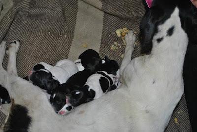 MAMA CON SUS BEBES ABANDONADA EN CASA PUNTO DEMOLER. (CADIZ)