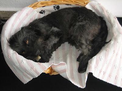 Akemi, guapísima perrita pelo largo, tamaño pequeño. 2 años de edad.