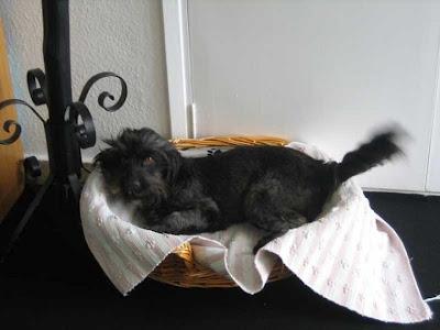 Akemi, guapísima perrita pelo largo, tamaño pequeño. 2 años de edad.