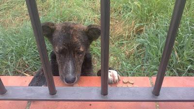 NADIE LA PUEDE AYUDAR? AYUDA PARA PERRITA MUY PEQUEÑA ABANDONADA Y EMPAPADA DE LLUVIA.