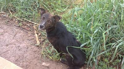 NADIE LA PUEDE AYUDAR? AYUDA PARA PERRITA MUY PEQUEÑA ABANDONADA Y EMPAPADA DE LLUVIA.