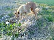Ayuda para salvar estos galgos.