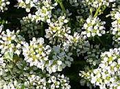 Coclearia hierba cucharas