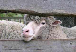 Se suspende la vacunación contra la brucelosis ovina/caprina (M3) en la comarca ganadera de Almadén