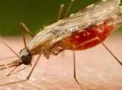 Malaria Cada Resistente Antídoto Común