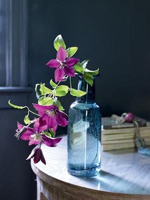 Traer la naturaleza a casa / Bringing Nature Home