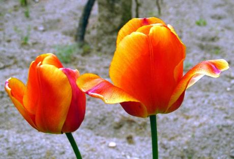 Multicolorido par de tulipanes a la vera de la alambrada - primavera a la vista, aunque se demore en la piel