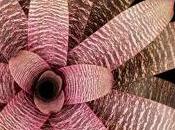 Jardín interior bromelias