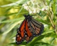 La mariposa monarca se establecen en Andalucía