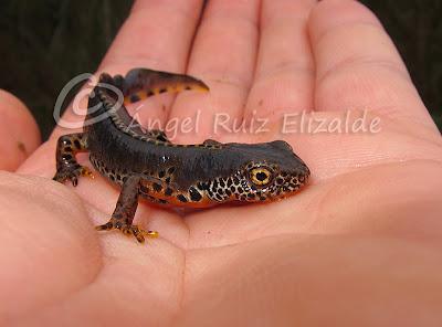 Nuevos fichajes para la herpetofauna bareyiega...