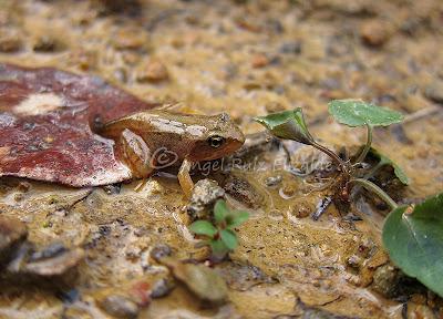 Nuevos fichajes para la herpetofauna bareyiega...