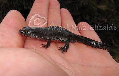 Nuevos fichajes para la herpetofauna bareyiega...