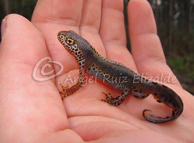 Nuevos fichajes para la herpetofauna bareyiega...