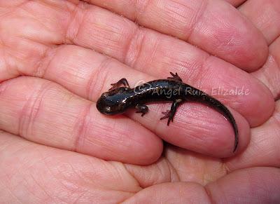 Nuevos fichajes para la herpetofauna bareyiega...