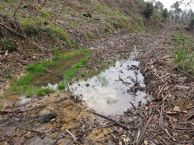 Nuevos fichajes para la herpetofauna bareyiega...