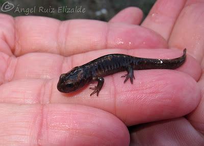 Nuevos fichajes para la herpetofauna bareyiega...