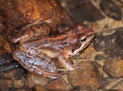 Nuevos fichajes para la herpetofauna bareyiega...