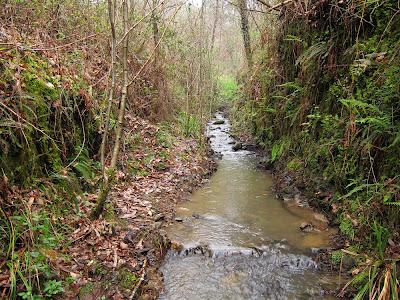 Nuevos fichajes para la herpetofauna bareyiega...