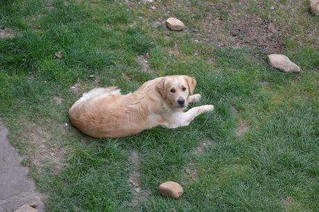 Haika, la guardiana de la casa. Haika, la guardiana de la casa.