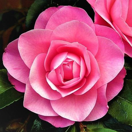 137,5 grados de belleza