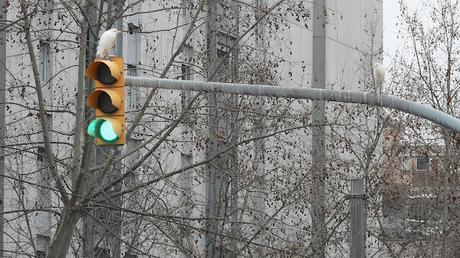 Garcillas urbanas Garcillas urbanas