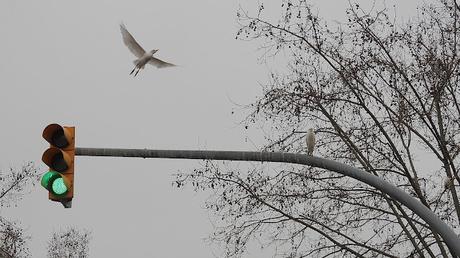 Garcillas urbanas Garcillas urbanas