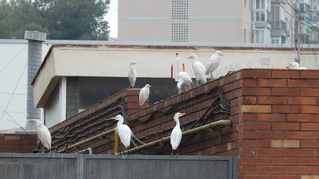 Garcillas urbanas Garcillas urbanas