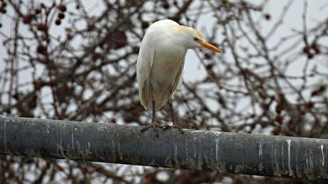 Garcillas urbanas Garcillas urbanas