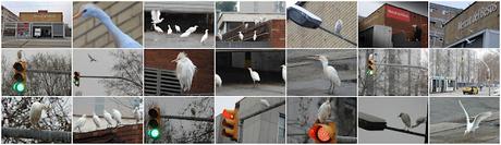 Garcillas urbanas Garcillas urbanas