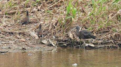 Un toque de iridiscencia Un toque de iridiscencia