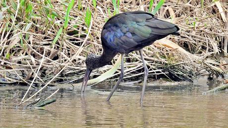 Un toque de iridiscencia Un toque de iridiscencia